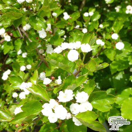Buy Crataegus laevigata Plena (Hawthorn) online from Jacksons Nurseries.