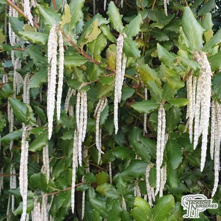 Buy Garrya elliptica 'James Roof' (Silk Tassel Bush) online from Jacksons Nurseries.