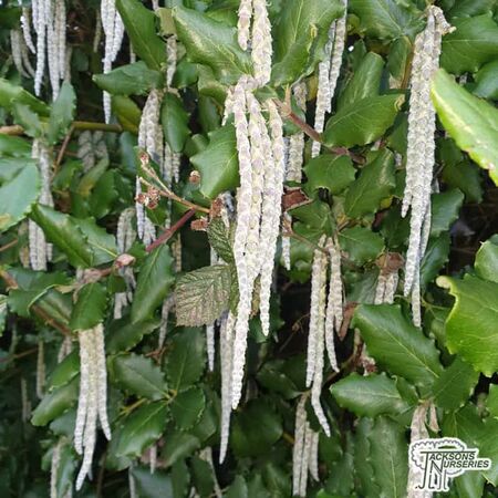 Buy Garrya elliptica 'James Roof' (Silk Tassel Bush) online from Jacksons Nurseries.