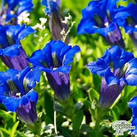 Buy Gentiana angustifolia online from Jacksons Nurseries
