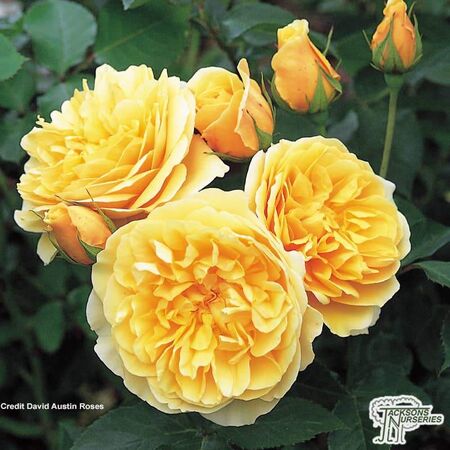 Buy Rosa Graham Thomas online from Jacksons Nurseries.