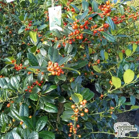 Buy Ilex aquifolium J.C. van Tol (Holly) online from Jacksons Nurseries.