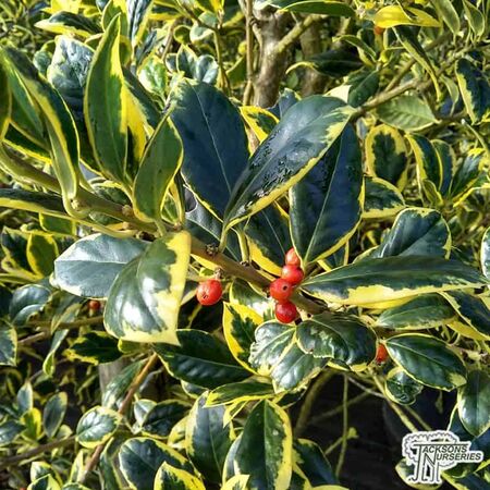 Buy Ilex x altaclerensis Golden King (Variegated Holly) online from Jacksons Nurseries.
