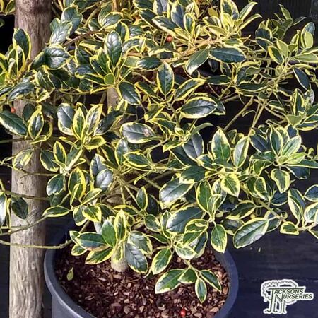 Buy Ilex x altaclerensis Golden King (Variegated Holly) online from Jacksons Nurseries.