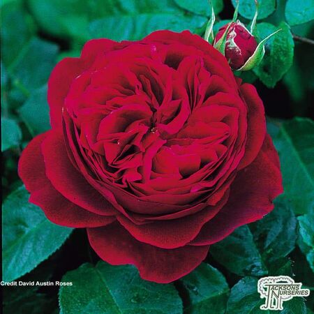 Buy Rosa L.D Braithwaite online from Jacksons Nurseries.