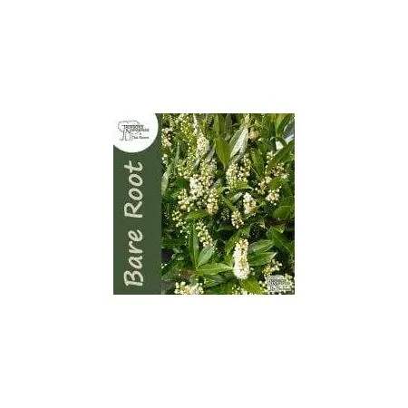 Prunus Laurocerasus Ottoluyken