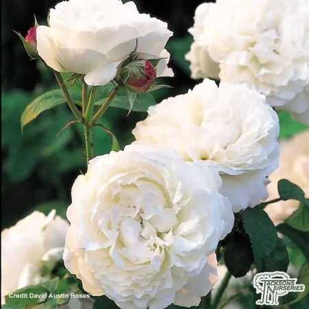 Buy Rosa Winchester Cathedral (English Shrub Rose) online from Jacksons Nurseries.