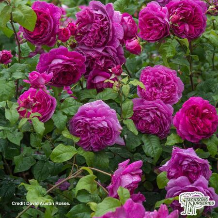 Buy Rosa 'Young Lycidas' (English Rose) online from Jacksons Nurseries