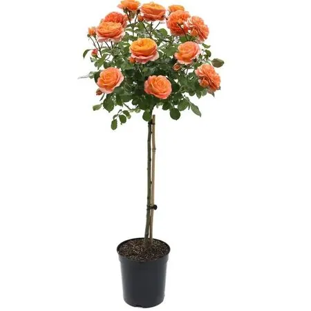 Buy Rose 'Simply the Best'(Standard, 90-120cm stem) online from Jacksons Nurseries