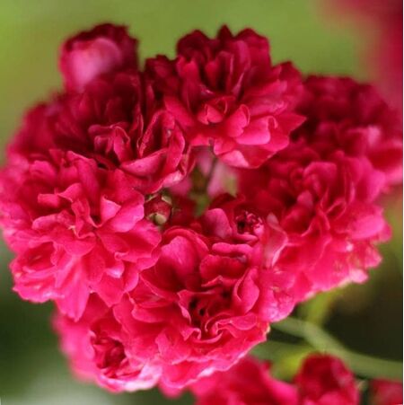 Buy Rosa 'Excelsa' (Rambling Rose) online from Jacksons Nurseries