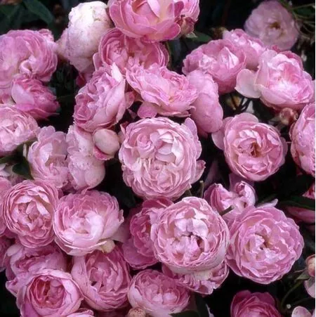 Buy Rosa 'Pearl Anniversary' (Patio Rose) online from Jacksons Nurseries