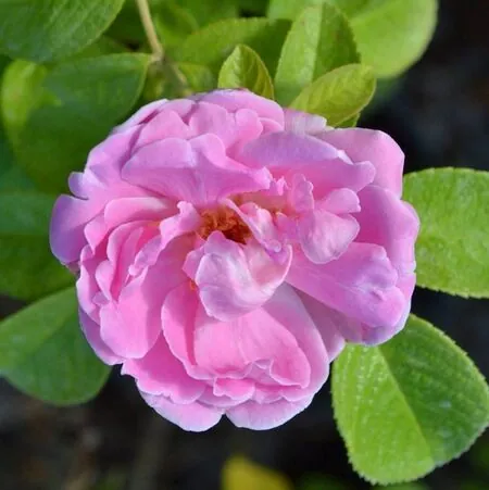 Buy Rosa 'Sarah Van Fleet' (Floribunda Rose) online from Jacksons Nurseries.