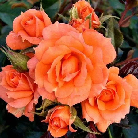 Buy Rosa 'Shine On' (Patio Rose) online from Jacksons Nurseries