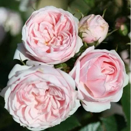 Buy Rosa 'Silver Wishes' (Patio Rose) online from Jacksons Nurseries