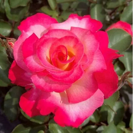 Buy Rose 'You're my Everything' (Hybrid Tea) online from Jacksons Nurseries