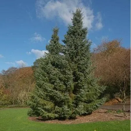 Picea Omorika 2