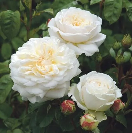 Rose 'Tranquillity' (David Austin Shrub Rose)