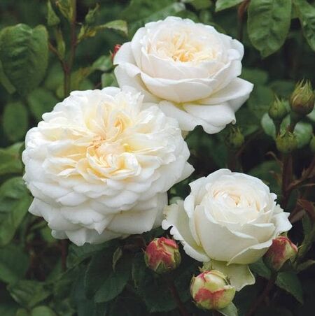 Rose 'Tranquillity' (David Austin Shrub Rose)