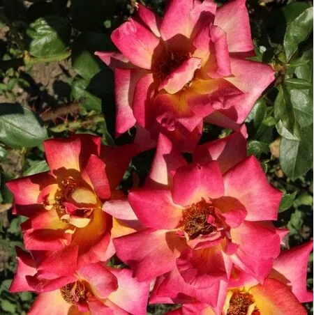 Buy Rose 'Piccadilly' (Hybrid Tea) online from Jacksons Nurseries