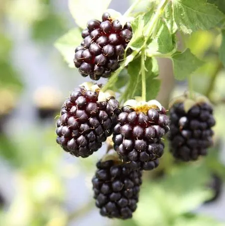 Boysenberry