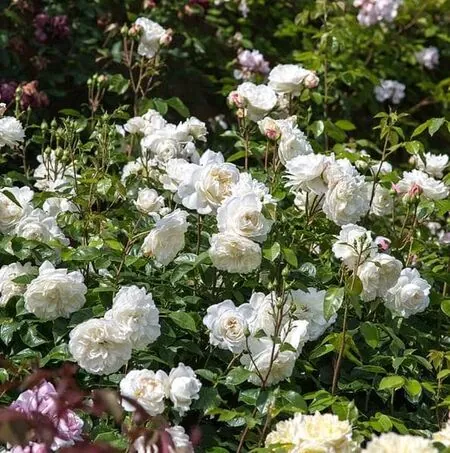 Rose 'Tranquillity' (David Austin Shrub Rose)