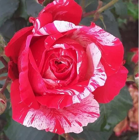 Buy Rose 'Rock and Roll' (Hybrid Tea) online from Jacksons Nurseries