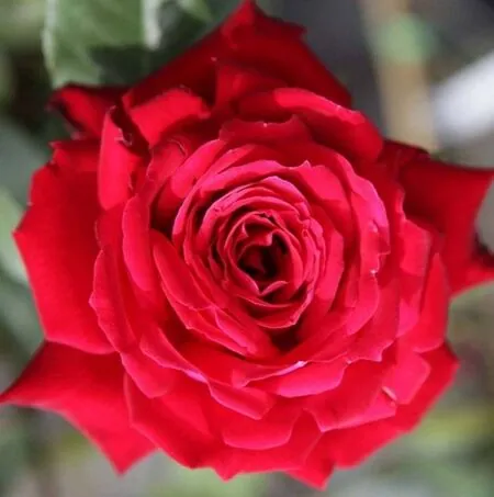 Buy Rose 'Ruby Celebration' (Floribunda) online from Jacksons Nurseries