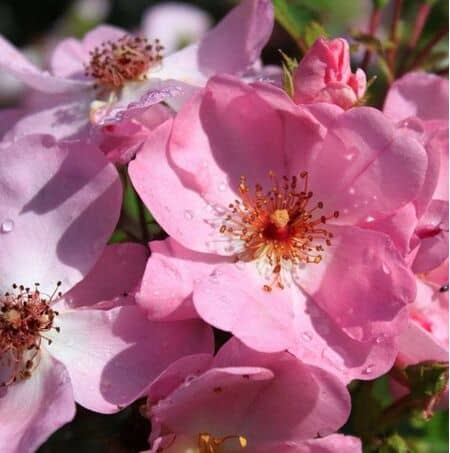 Buy Rose 'Sweet Haze' (Floribunda) online from Jacksons Nurseries