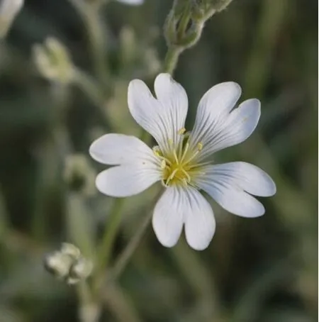 Cerastium tomentosum
