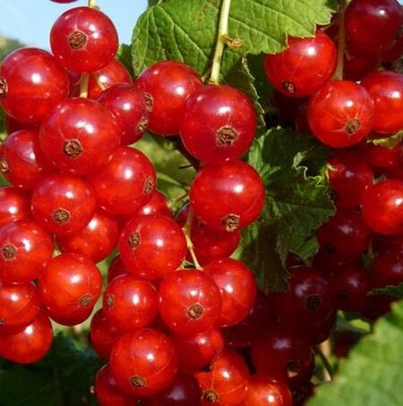 Redcurrant Rolan