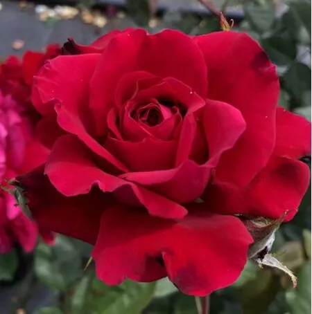 Buy Rose 'Happy Ruby Wedding' (Hybrid Tea) online from Jacksons Nurseries