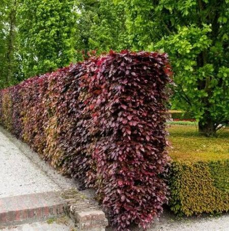 Copper Beech Hedging