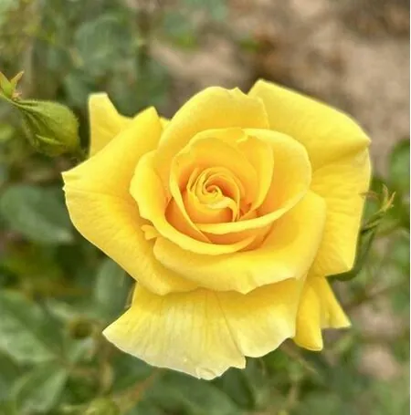 Buy Rose 'Gardeners Glory' (Climbing) online from Jacksons Nurseries
