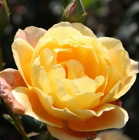 Buy Rose 'Southampton' (Floribunda) online from Jacksons Nurseries