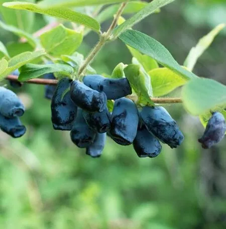Buy Honeyberry Boreal Beast online from Jacksons Nurseries.