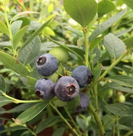 Blueberry Sunshine Blue Fruit 3