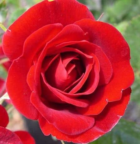 Buy Rosa 'Ruby Anniversary' (Patio Rose) online from Jacksons Nurseries