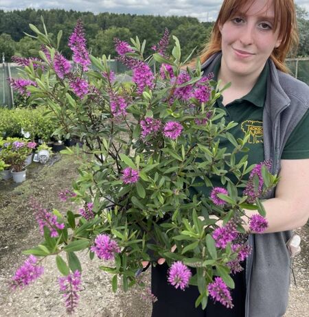 Hebe Marjorie 2-3 litre actual plant with Keeley