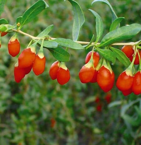 Goji berry