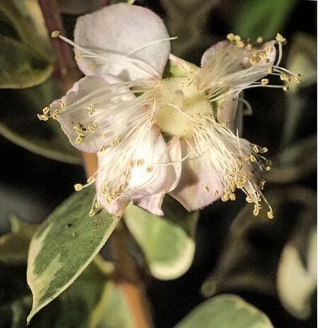 Buy Myrtus comm. Glanleam  online from Jacksons Nurseries
