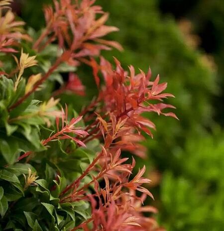 Pieris Mountain Fire