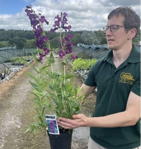 Penstemon Raven 2 litre actual plant 2