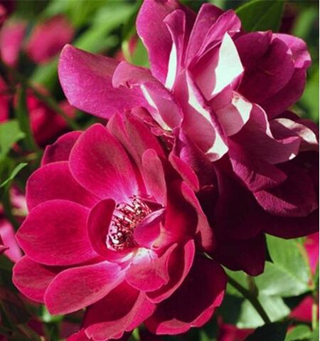 Buy Rose 'Burgundy Ice' (Floribunda) online from Jacksons Nurseries