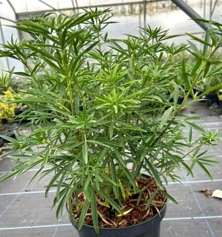 Choisya Aztec Pearl 5L