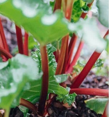 Buy Rhubarb 'Raspberry Red' online from Jacksons Nurseries.
