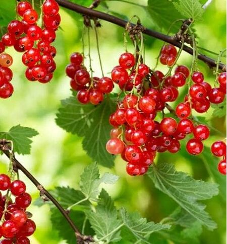 Buy Redcurrant Rosetta online from Jacksons Nurseries.