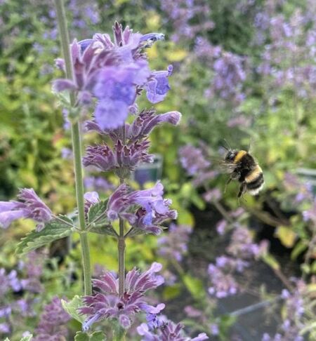 Nepeta Six Hills Giant 10