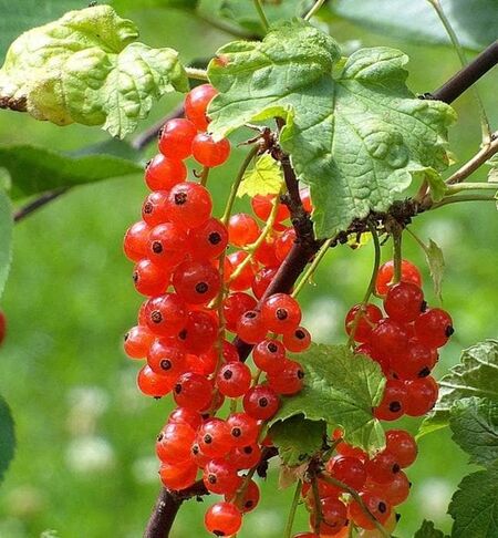 Buy Redcurrant Rosetta online from Jacksons Nurseries.