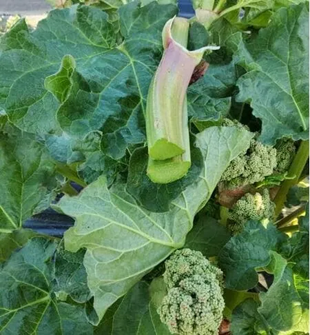 Buy Rhubarb Glaskins Perpetual online from Jacksons Nurseries.