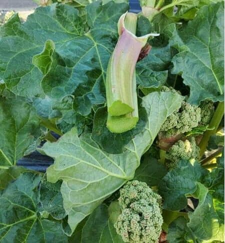 Buy Rhubarb Glaskins Perpetual online from Jacksons Nurseries.